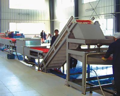 枸杞生產(chǎn)現(xiàn)場